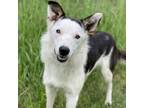 Adopt Spudwinkle a Border Collie, Mixed Breed