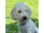 Adopt Easton a Poodle, Bichon Frise