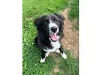Adopt Wyld a Border Collie, Mixed Breed