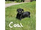 Adopt Coal a Terrier