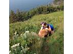 Reliable Pet Sitter in Pincourt, Quebec - Very large fenced in backyard