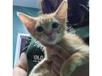 Adopt Cogsworth a Domestic Short Hair