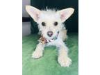 Adopt Perro a Terrier, Mixed Breed