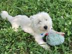 Adopt Jedi a West Highland White Terrier / Westie