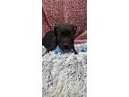 Adopt Bowzer a Great Dane, Pit Bull Terrier