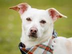 Adopt Huey a Dachshund, Terrier
