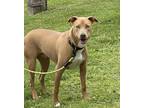 Adopt Scout a Mixed Breed, Pit Bull Terrier