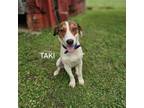 Adopt Taki a Mixed Breed, Hound