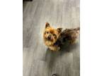 Adopt Rocco a Yorkshire Terrier