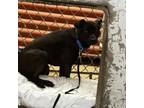 Adopt Bark Twain a Black Labrador Retriever, Terrier