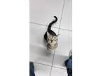 Adopt Fort a Domestic Short Hair