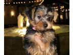 Yorkshire Terrier PUPPY FOR SALE ADN-790633 - Adorable Yorkie Puppy Is Waiting