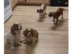 Cavalier King Charles Spaniel PUPPY FOR SALE ADN-790675 - 3 Females 1 Male