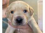 Labrador Retriever PUPPY FOR SALE ADN-790694 - British Labrador Puppies