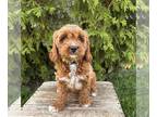 Cavapoo PUPPY FOR SALE ADN-790697 - Paige