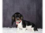 Dachshund PUPPY FOR SALE ADN-790721 - Miniature long haired dachshund