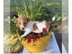 Jack Russell Terrier PUPPY FOR SALE ADN-790727 - Jack Russell Terrier female pup