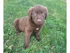 Labrador Retriever PUPPY FOR SALE ADN-790733 - Chocolate Labrador Retriever