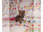 Yorkshire Terrier PUPPY FOR SALE ADN-790738 - Yorkie puppies