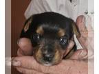 Yorkshire Terrier PUPPY FOR SALE ADN-790744 - Yorkshire Terrier puppies