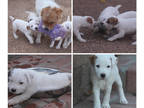 Jack Russell Terrier PUPPY FOR SALE ADN-790747 - Jack Russell Puppies