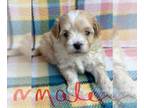 Maltese-Poodle (Toy) Mix PUPPY FOR SALE ADN-790753 - Snowflakes babies