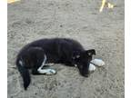 German Shepherd Dog-Siberian Husky Mix PUPPY FOR SALE ADN-790755 - German