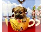 Morkie PUPPY FOR SALE ADN-790764 - Tcup Faye 25 ounces