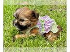 Morkie PUPPY FOR SALE ADN-790765 - Tcup Fiona 26 ounces