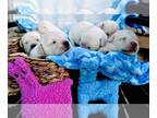 Labrador Retriever PUPPY FOR SALE ADN-790768 - AKC Registered Labrador