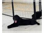 Labrador Retriever PUPPY FOR SALE ADN-790774 - Labrador puppies