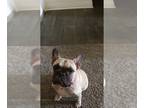 French Bulldog PUPPY FOR SALE ADN-790776 - Well Trained French Bull dog