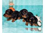 Dachshund PUPPY FOR SALE ADN-790779 - Black and Tan Male