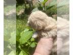 Maltipoo PUPPY FOR SALE ADN-790791 - Beautiful puppies