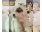 Maltipoo PUPPY FOR SALE ADN-790794 - Beautiful puppies