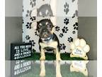 French Bulldog PUPPY FOR SALE ADN-790795 - AKC French Bulldog Pup Male Black