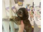 Maltipoo PUPPY FOR SALE ADN-790796 - Beautiful puppies