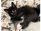 Adopt Pepe Le Pew a Domestic Short Hair