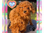 Poodle (Toy) PUPPY FOR SALE ADN-790800 - Akc toy poodles