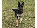 German Shepherd Dog PUPPY FOR SALE ADN-790806 - Meet Sadie Your New German