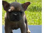 French Bulldog PUPPY FOR SALE ADN-790813 - Rocky