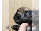 Shih Tzu PUPPY FOR SALE ADN-790823 - Gold and black male