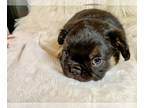 French Bulldog PUPPY FOR SALE ADN-790837 - AKC Black Visual Fluffy French