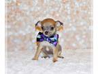 Chihuahua PUPPY FOR SALE ADN-790839 - Gorgeous Merle Short and Long Coat Apple
