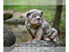 English Bulldog PUPPY FOR SALE ADN-790877 - Male English bulldog