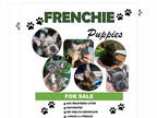 French Bulldog PUPPY FOR SALE ADN-790880 - Frenchie Puppies