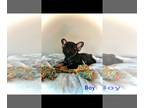 American Bully-French Bulldog Mix PUPPY FOR SALE ADN-790892 - Look at these
