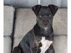 American Staffordshire Terrier-Patterdale Terrier Mix DOG FOR ADOPTION