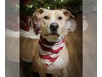 Labrador Retriever Mix DOG FOR ADOPTION RGADN-1091378 - Layla Momma Dessin -