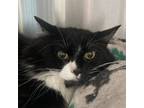 Adopt Curley a Domestic Long Hair